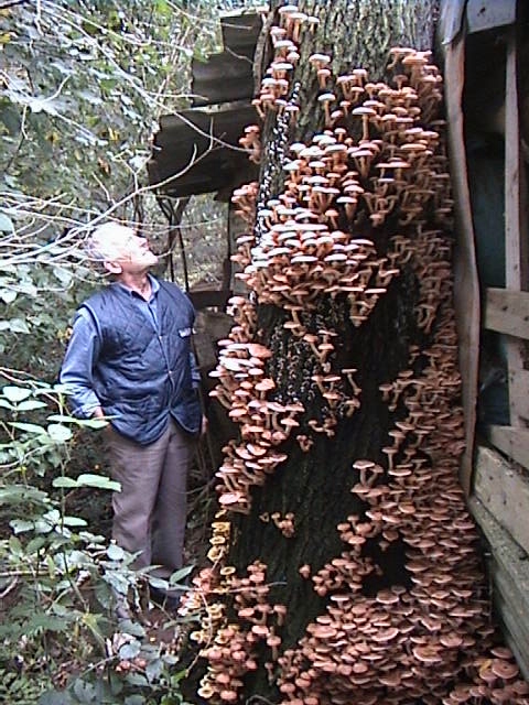 Uno spettacolo di Armillaria del 2002